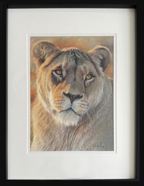 Lioness Portrait