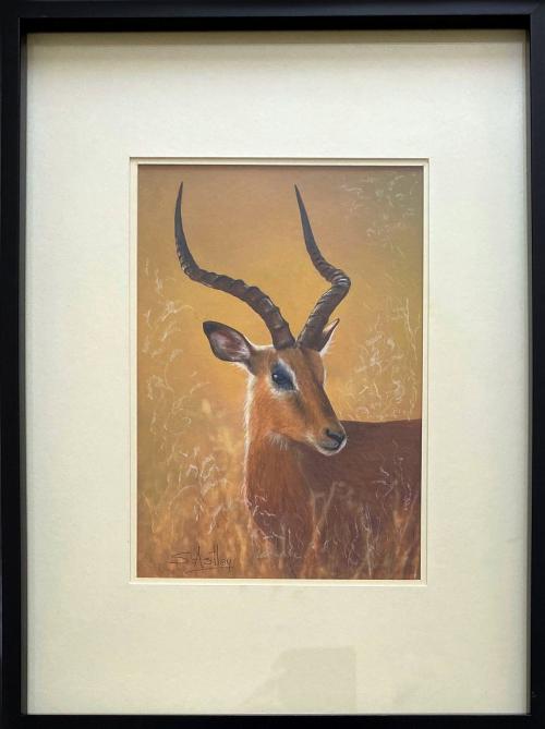 African Impala