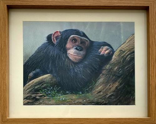 Daydreaming Chimpanzee