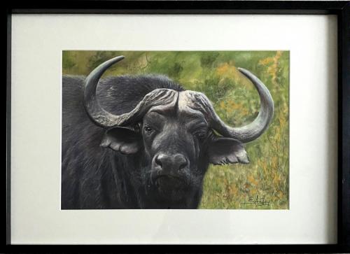 Magnificent Water Buffalo