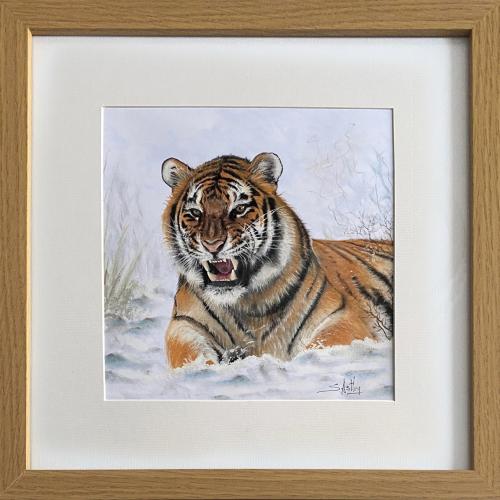 Tiger in the Snow