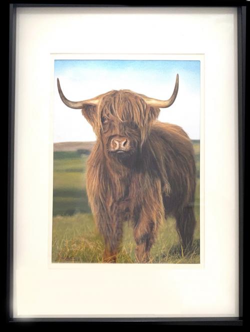 Highland Bull