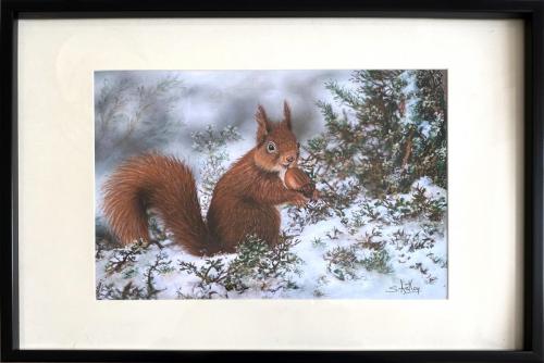 Red Squirrel in the Snow