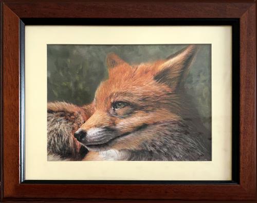 Red Fox Portrait