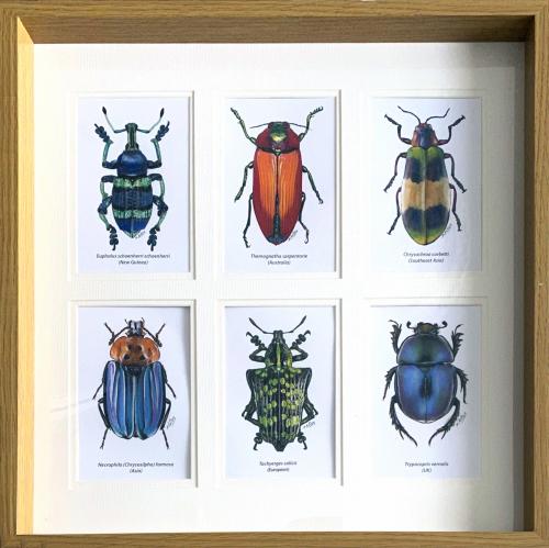 Exotic Beetles 1