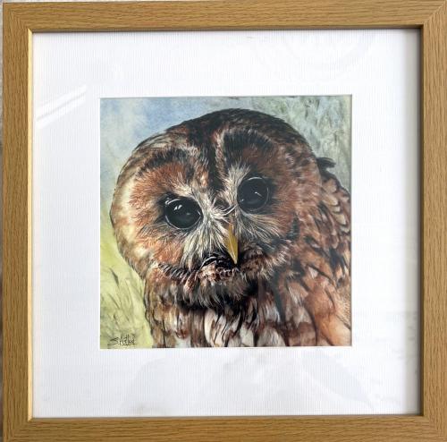 Tawny Owl