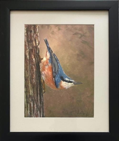 Nuthatch on tree