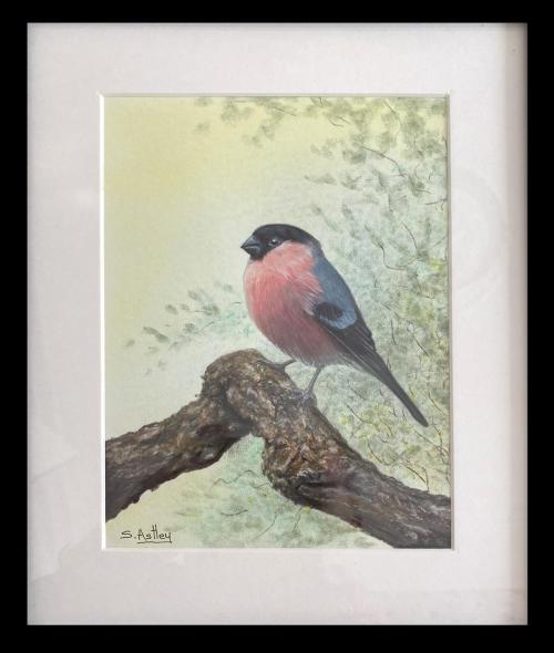 Bullfinch 