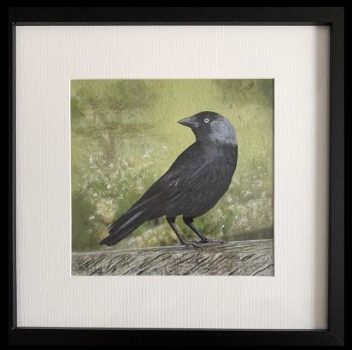 Jackdaw