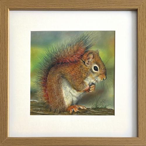 American Red Squirrel