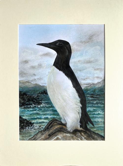 Guillemot