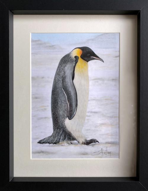 Emperor Penguin