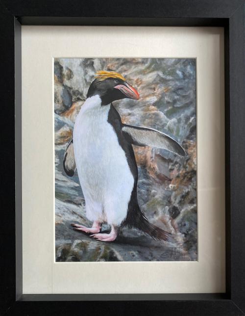 Macaroni Penguin