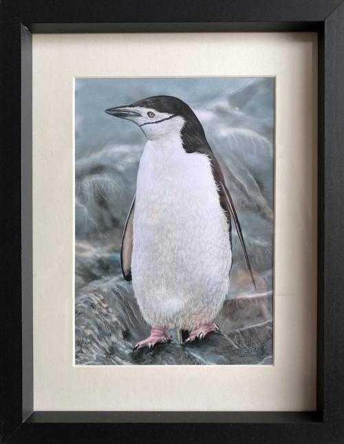 Chinstrap Penguin