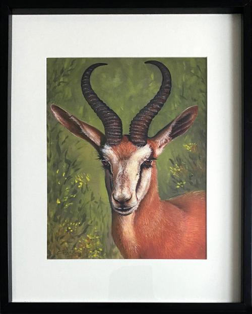 Springbok