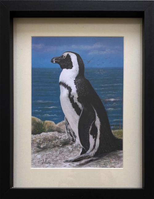 African Penguin