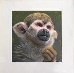 Squirrel Monkey